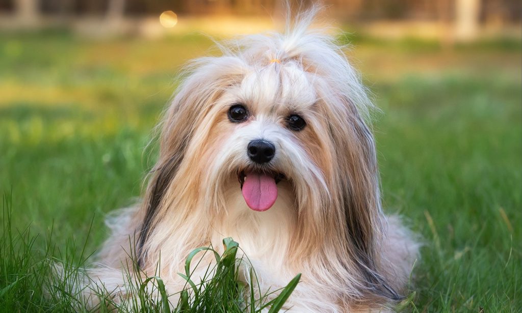 Havanese Dog Inhaling clean air enhances overall health