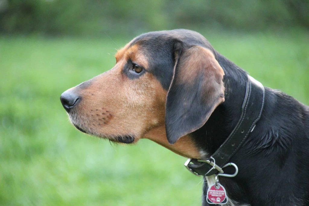 Greek Harehound Dog Inhaling clean air enhances overall health