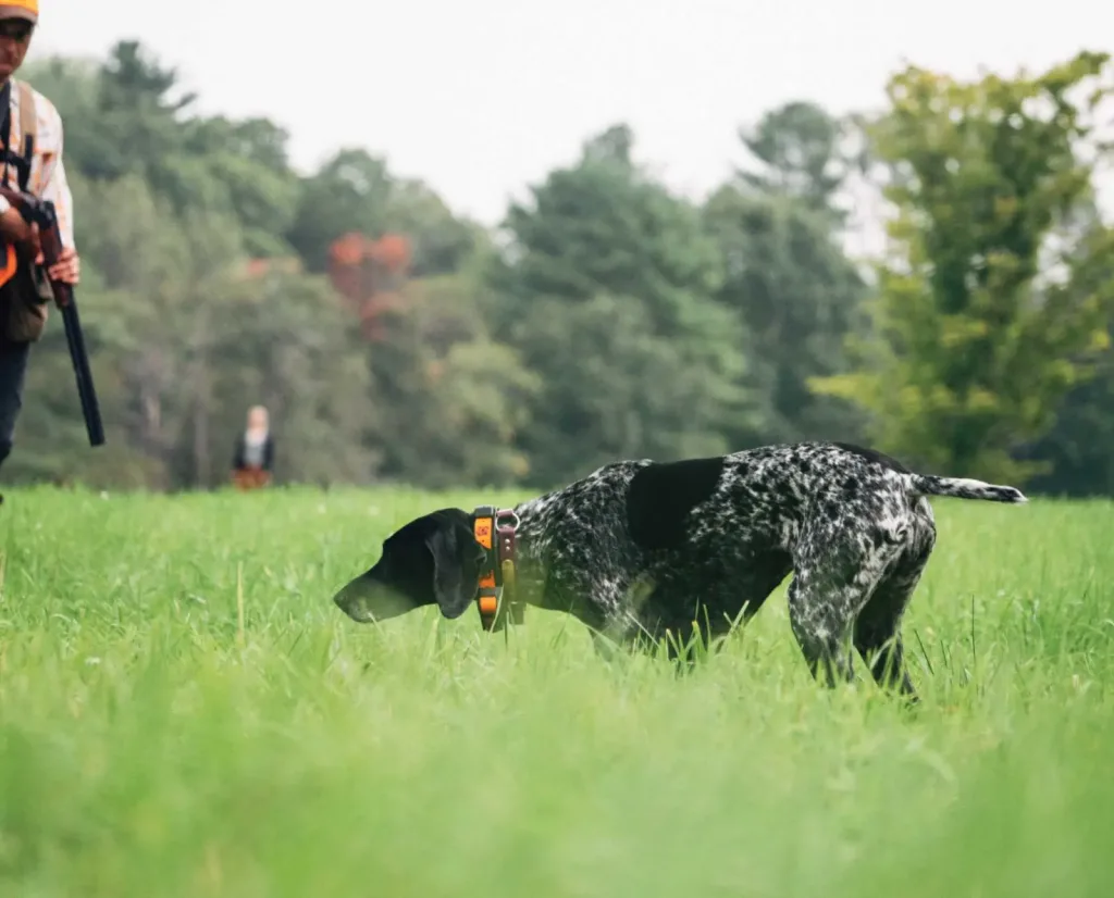 German Pointer (Shorthaired) - German Shorthaired Pointer Dog training with owner