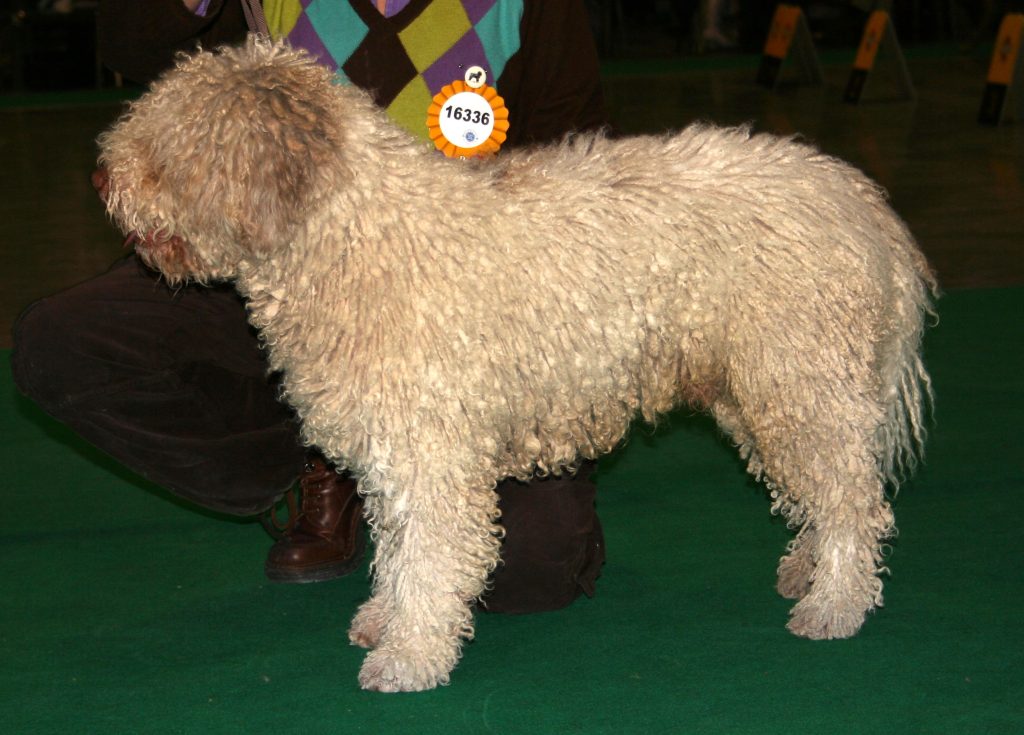 Spanish Water Dog: Most Up-to-Date Encyclopedia