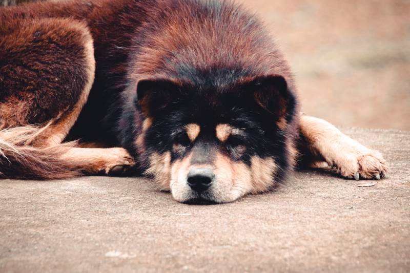 Hmong bobtail dog Dog breed size catagory