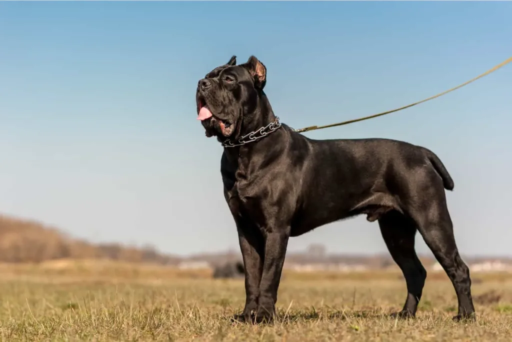 How Much Does A Cane Corso Cost? Puppy Cost Breakdown