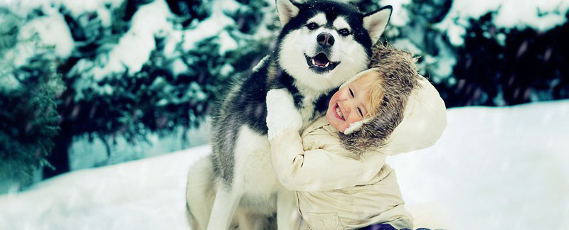 Alaskan Husky dog play with Child