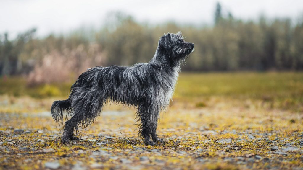 Pyrenean Shepherd Dog Clean air is beneficial for one's health.