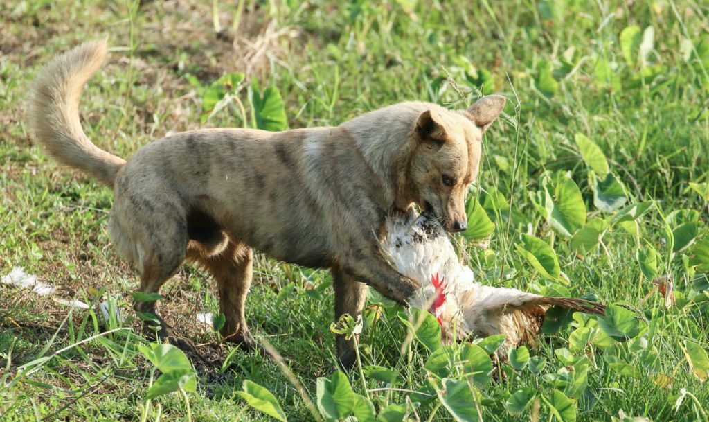 Ryukyu Inu Dog hunting training
