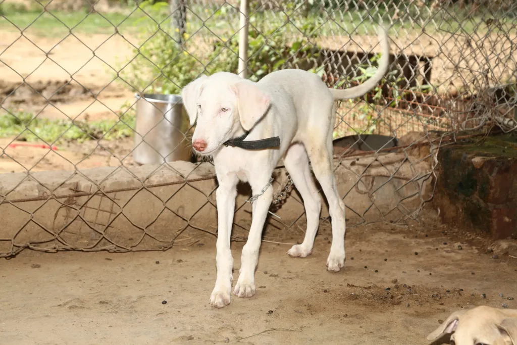 Rajapalayam Dog ready for exercise