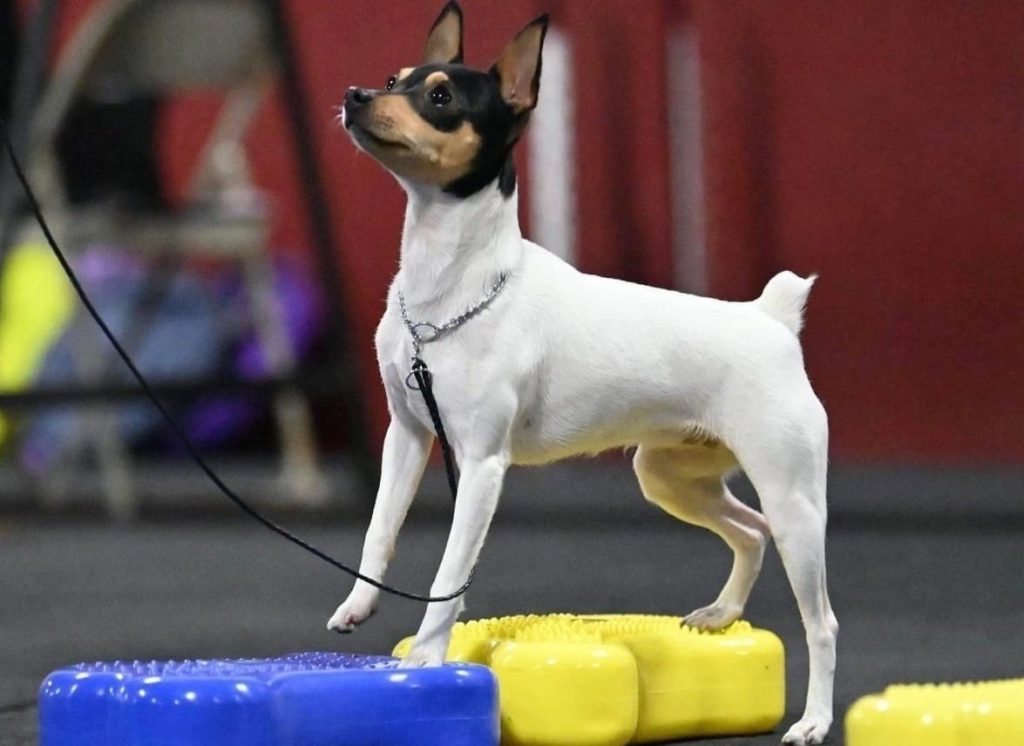 Toy Fox Terrier Dog training on ground