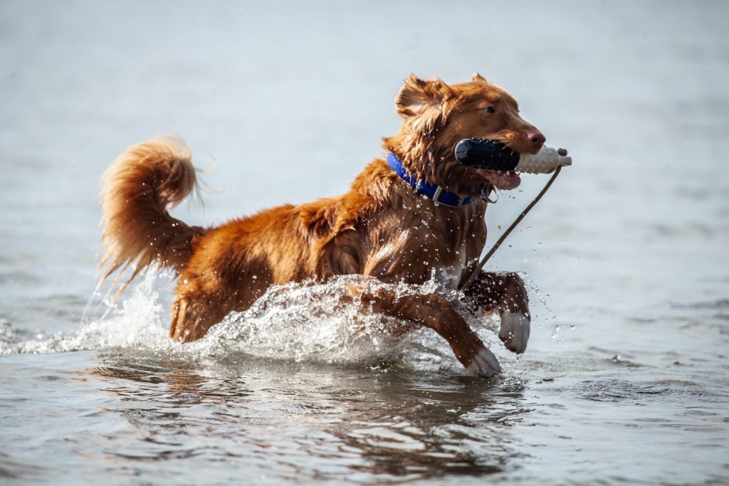Nova Scotia Duck Tolling Retriever Dog training in water