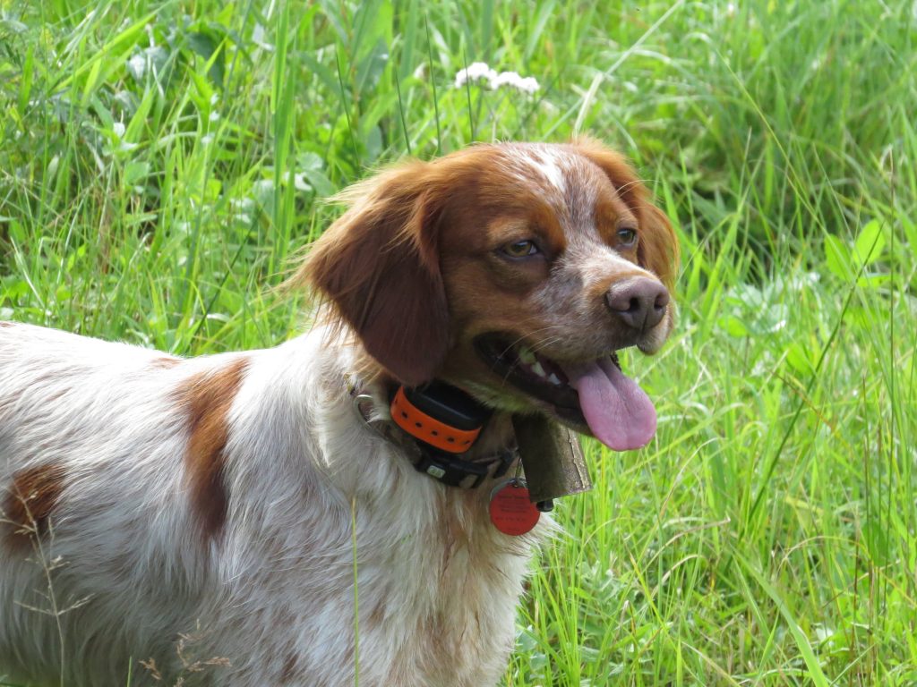 Epagneul Breton Dog happy and beautiful 