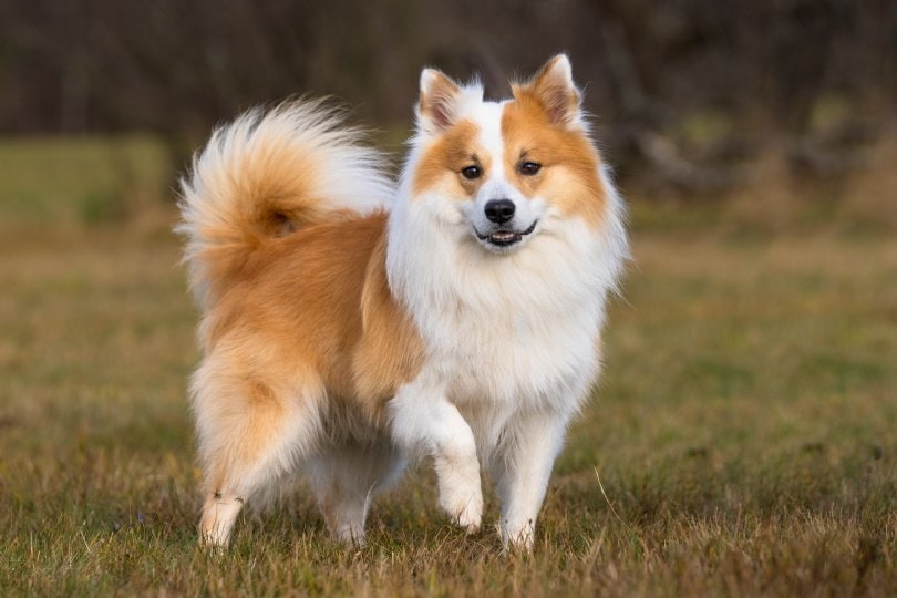 Icelandic Sheepdog Breed Guide: Info, Pictures, Care
