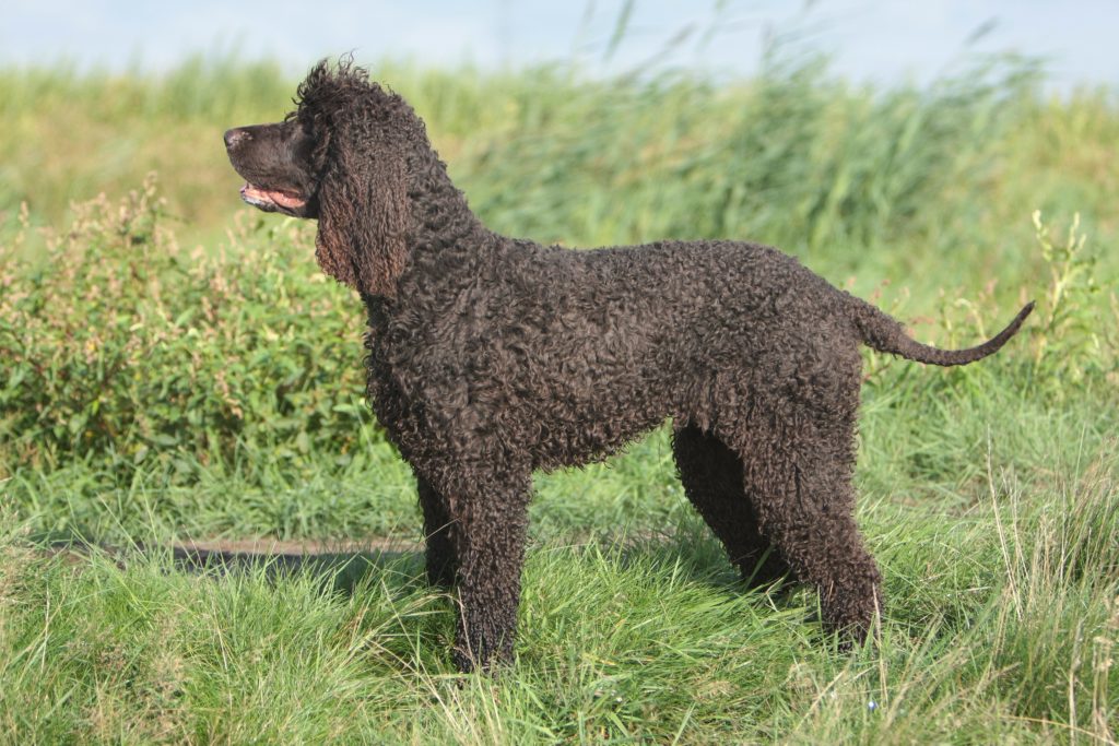 Irish Water Spaniel Dog Ready for the workout