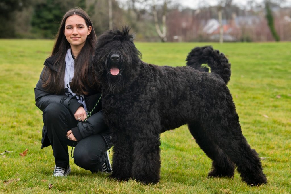 Black Russian Terrier Dog Compatibility with a Household Having Multiple Pets