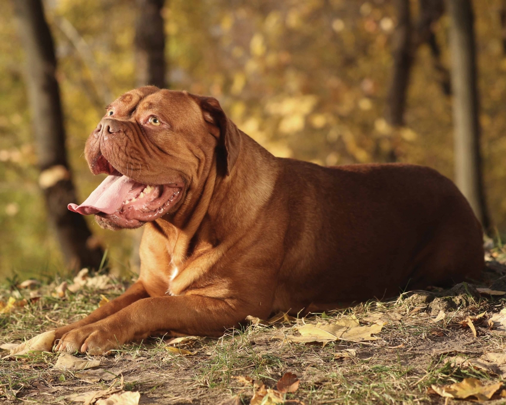 Dogue de Bordeaux Dog Inhaling clean air enhances overall health
