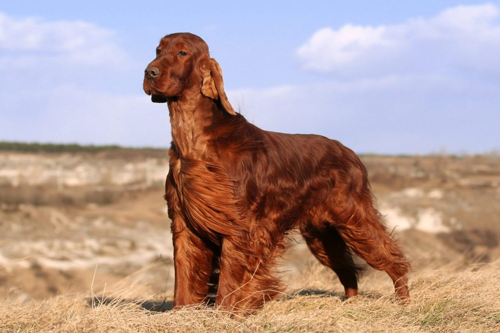 Irish Setter - Red Setter Dog Geared up and prepared for the upcoming training session