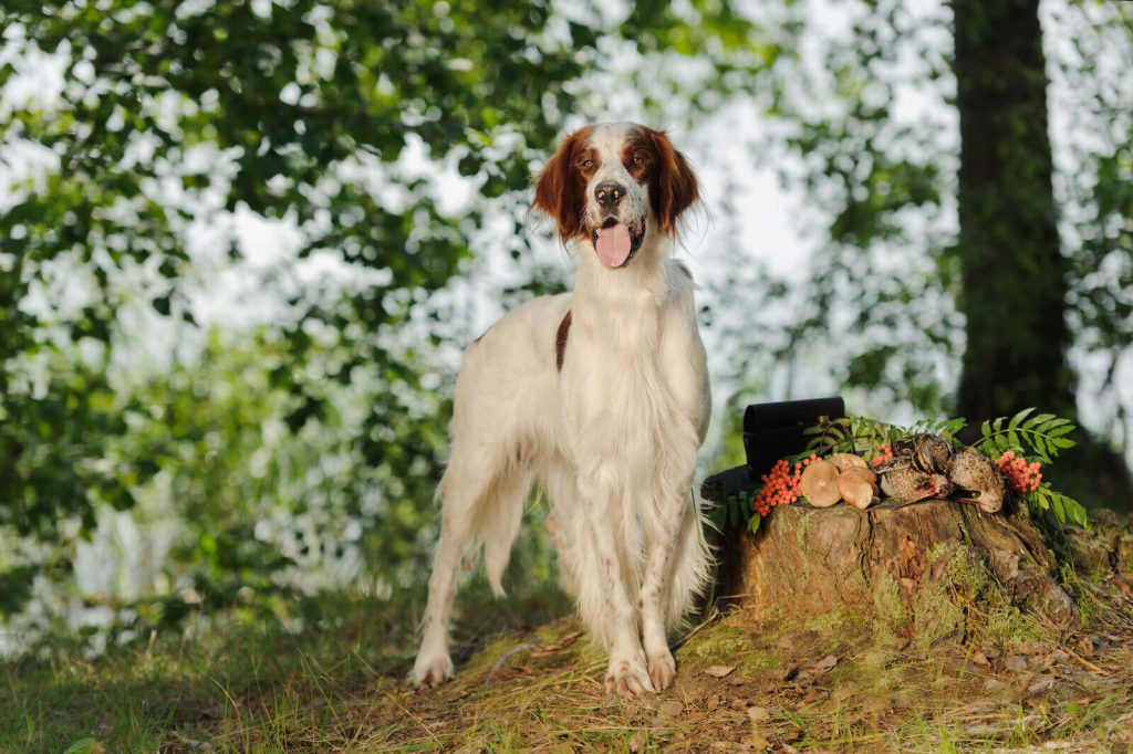 Irish Red and White Setter Dog Intensity of Playful Behavior