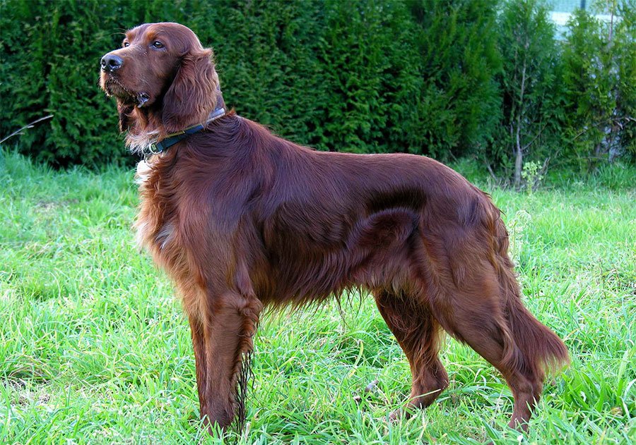 Irish Red and White Setter Dog Breed Information