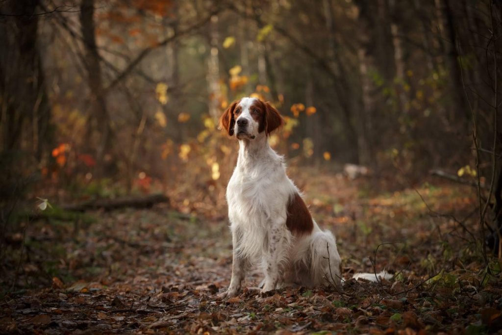 Irish Red and White Setter Dog Inhaling clean air enhances overall health