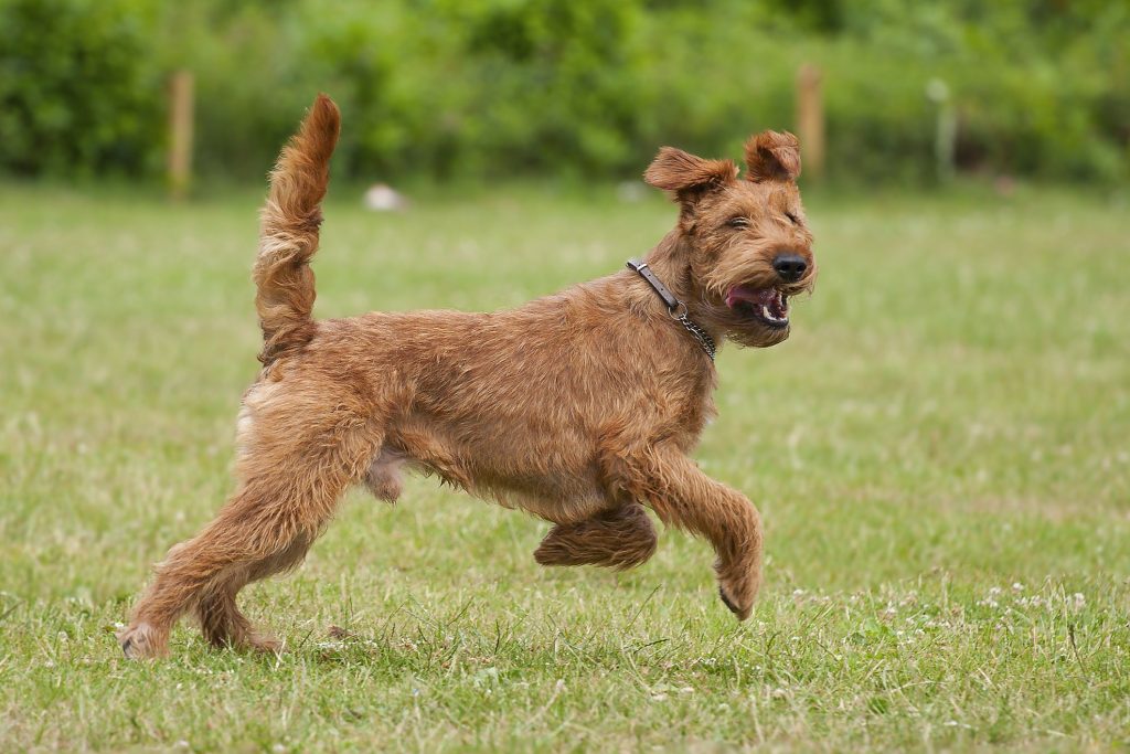 Irish Terrier Dog running exercise