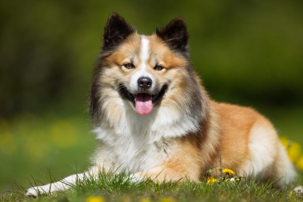 Icelandic Sheepdog Dog Inhaling clean air enhances overall health