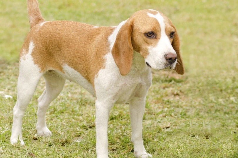 Istrian Shorthaired Hound Dog Breed Guide