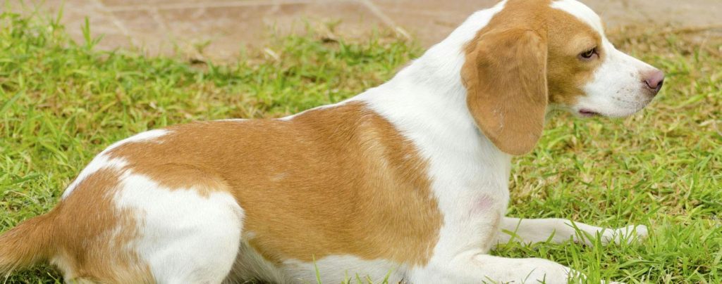 Istrian Shorthaired Hound dog Inhaling clean air enhances overall health