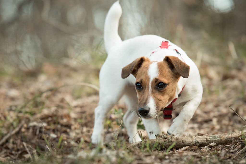 Jack Russell Terriers | Breed Profile, Price, 13 Facts, Care