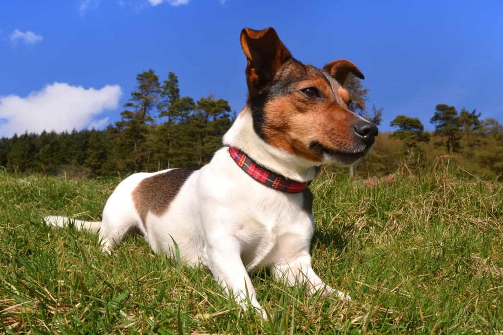Parson Jack Russell Terrier Dog fresh air good for health