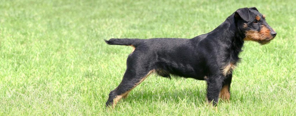 Jagdterrier Dog Inhaling clean air enhances overall health