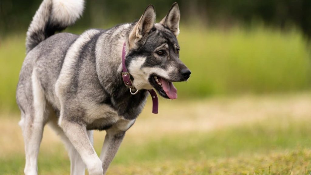 Jämthund Dog Inhaling clean air enhances overall health