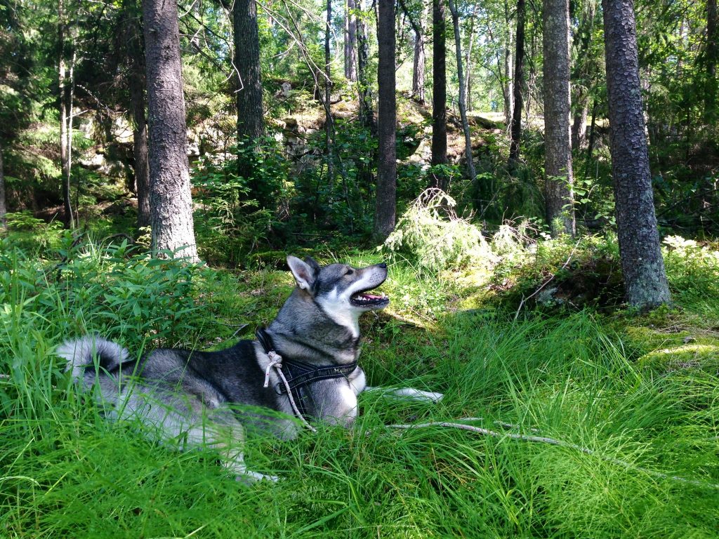 Elkhound (Jamthund) Dog Inhaling clean air enhances overall health