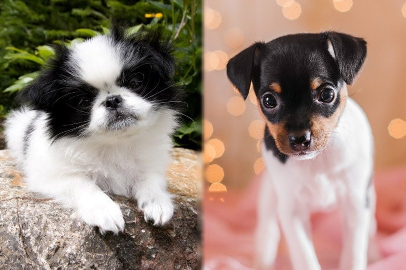 Jafox (Japanese Chin & Toy Fox Terrier Mix): Info, Pictures, 