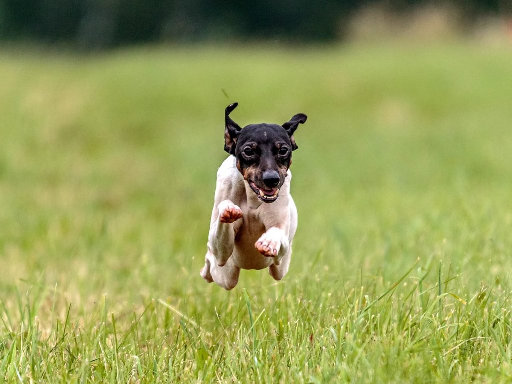 Japanese Terrier Dog running exercise