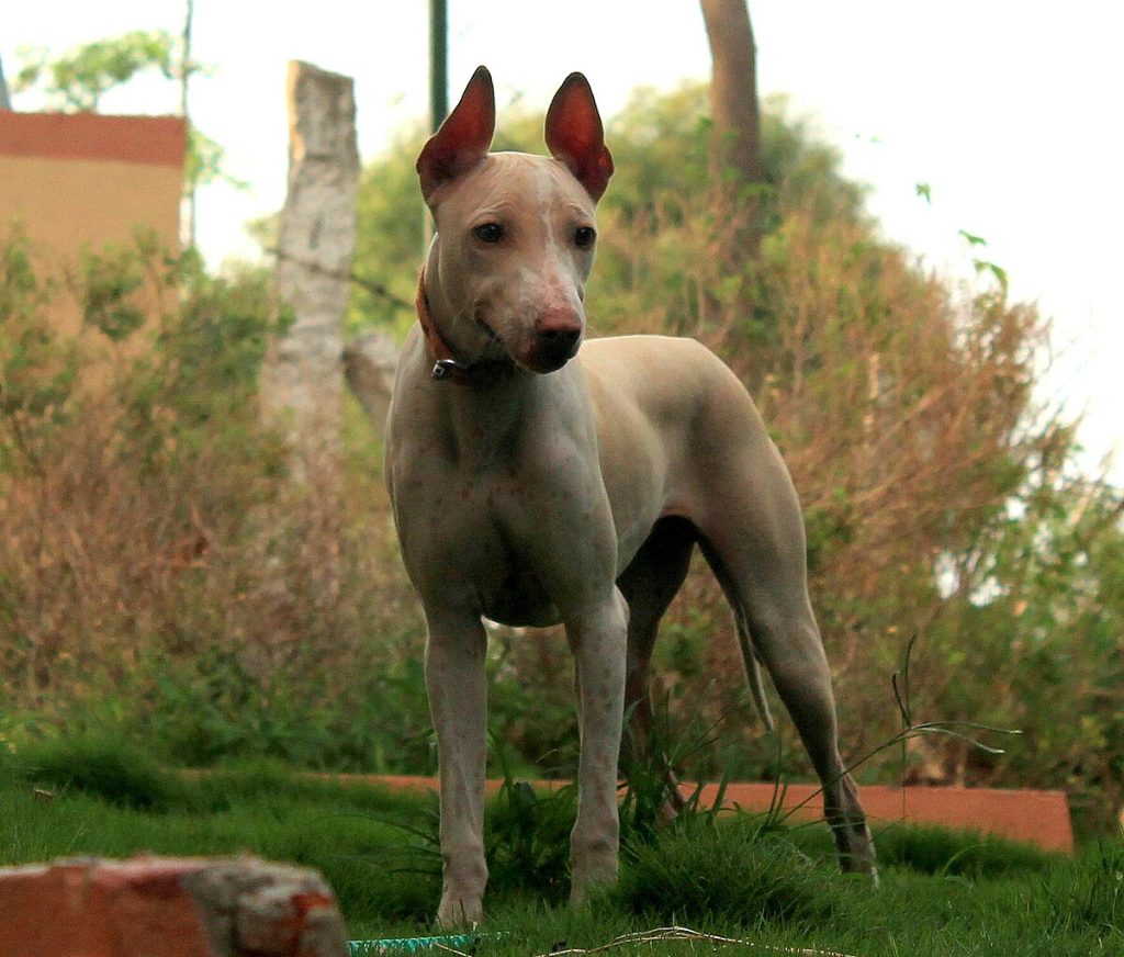 Jonangi Dog