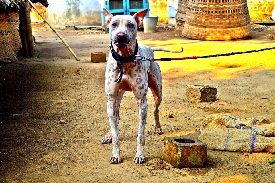 Fur Length and Colour Jonangi Dog