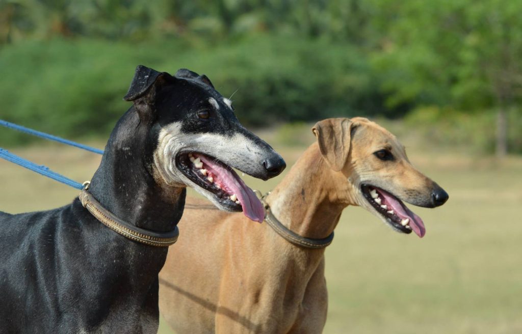 Banjara Hound Dog two different colours