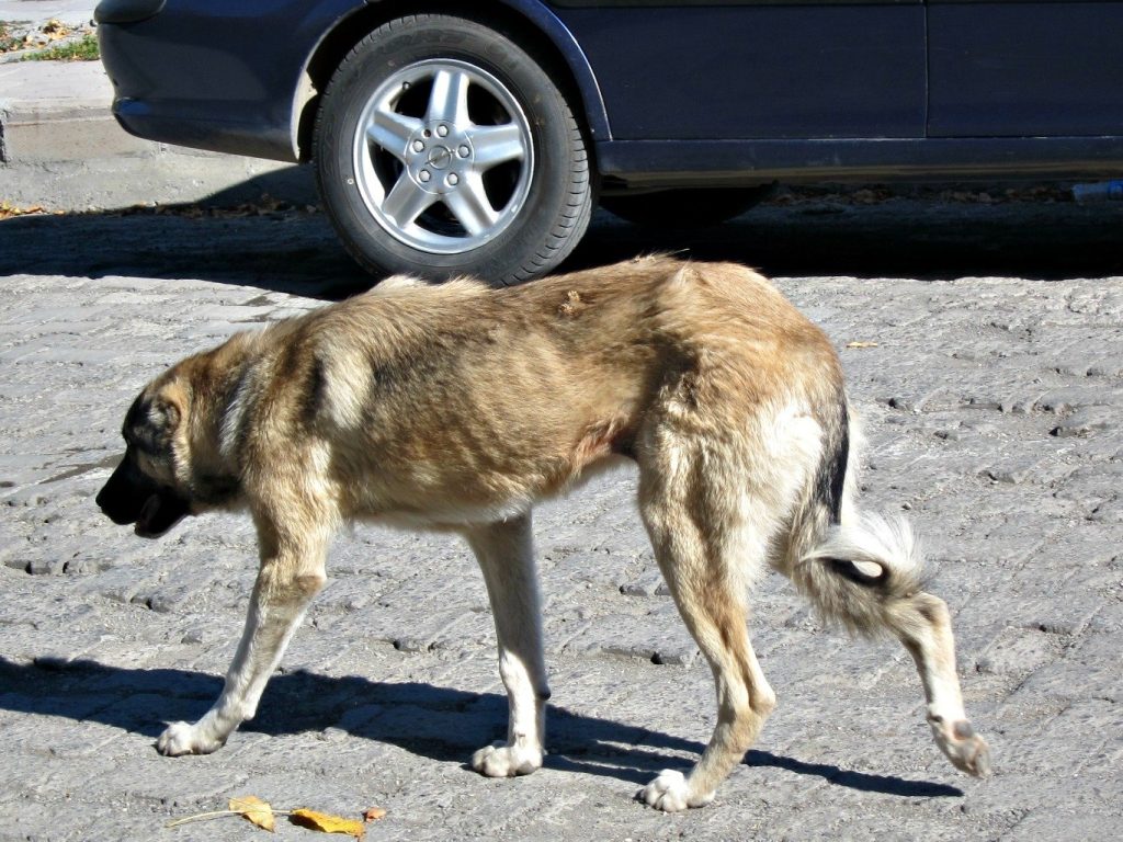 Kars Dog walk exercise