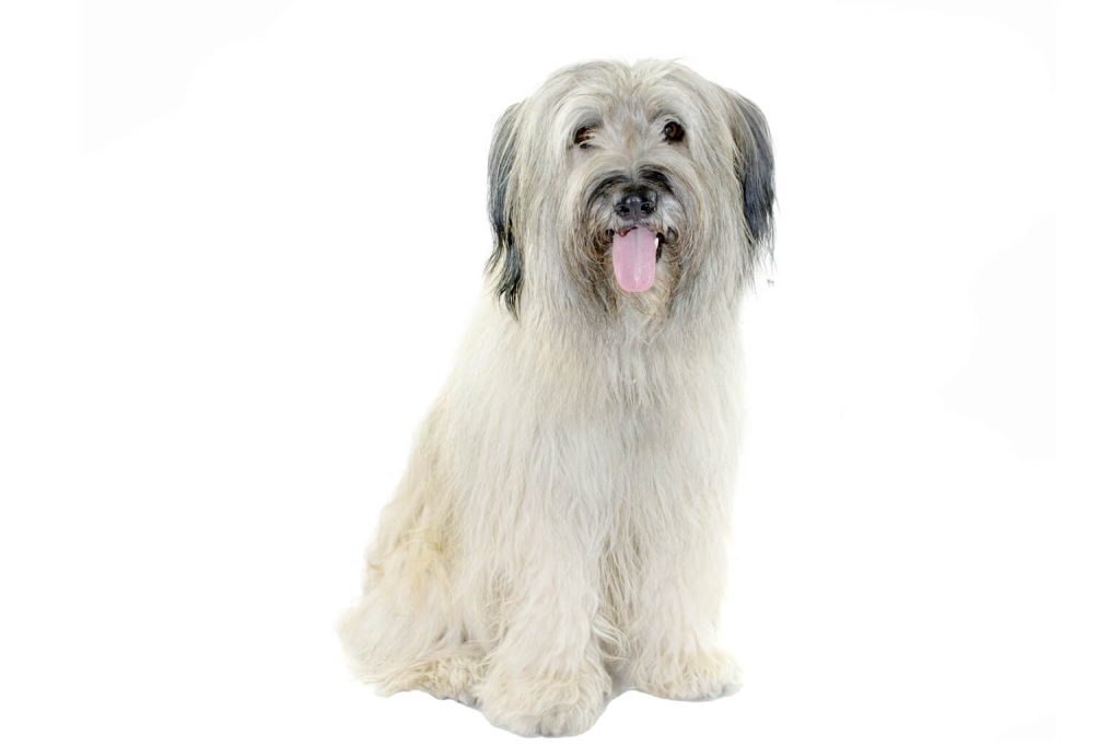 Catalan Sheepdog Dog