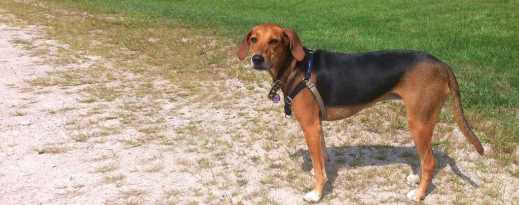 Kerry Beagle Dog