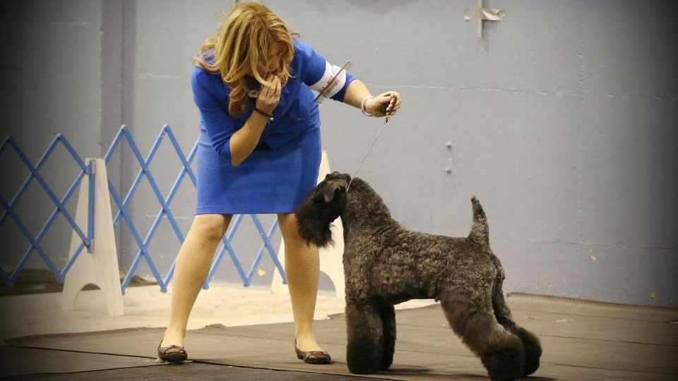 Kerry Blue Terrier Dog training with owner
