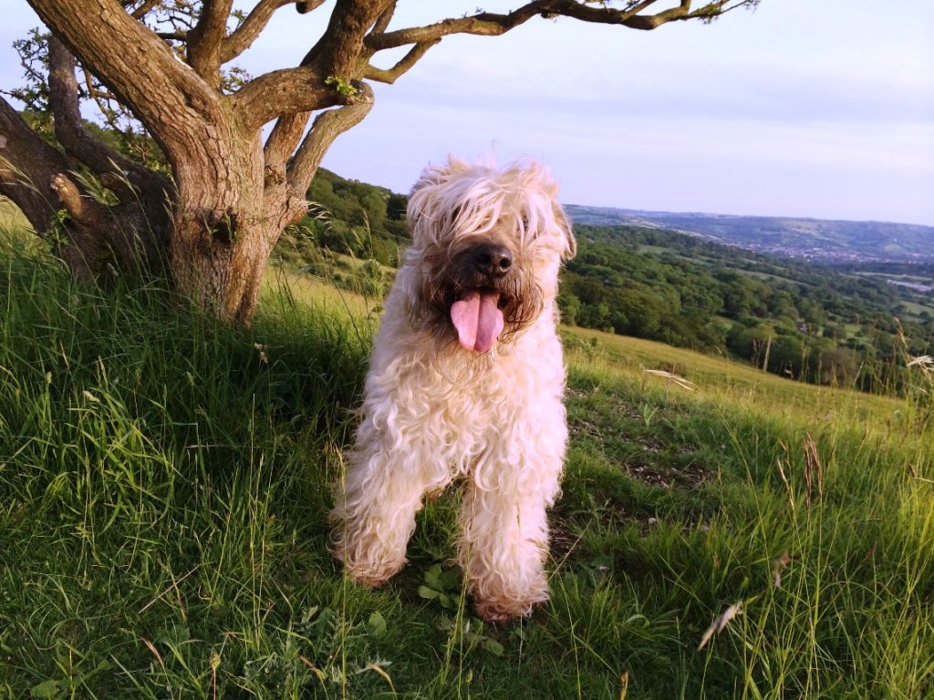 Soft-Coated Wheaten Terrier Dog ready for exercise