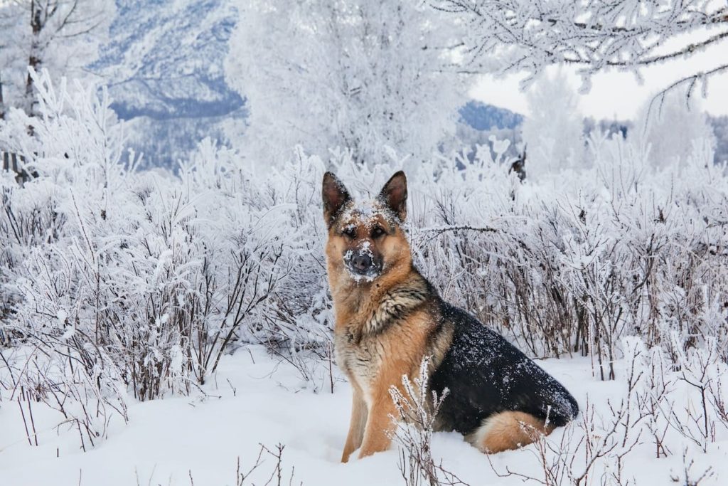 King Shepherd Dog training on snow