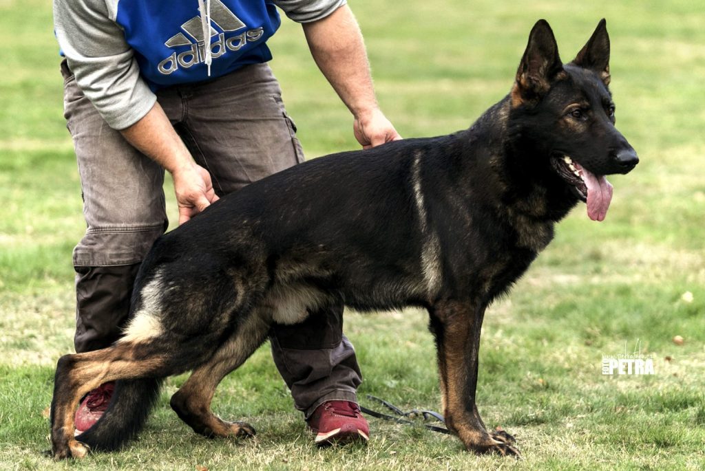 Shiloh Shepherd Dog Geared up and prepared for the upcoming training session.
