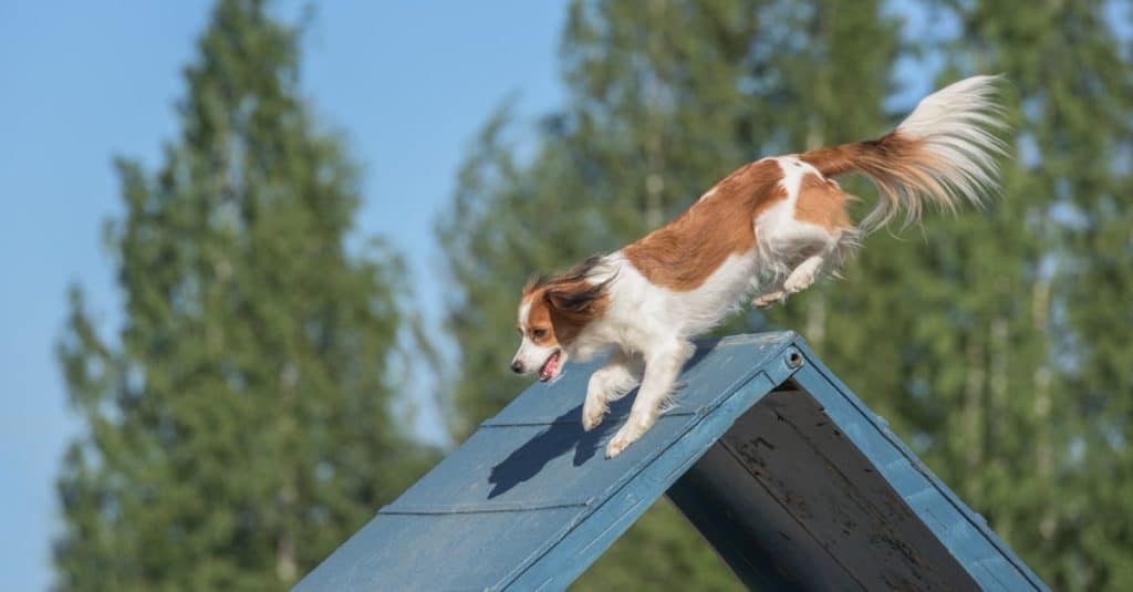 Kooikerhondje Dog training jumping