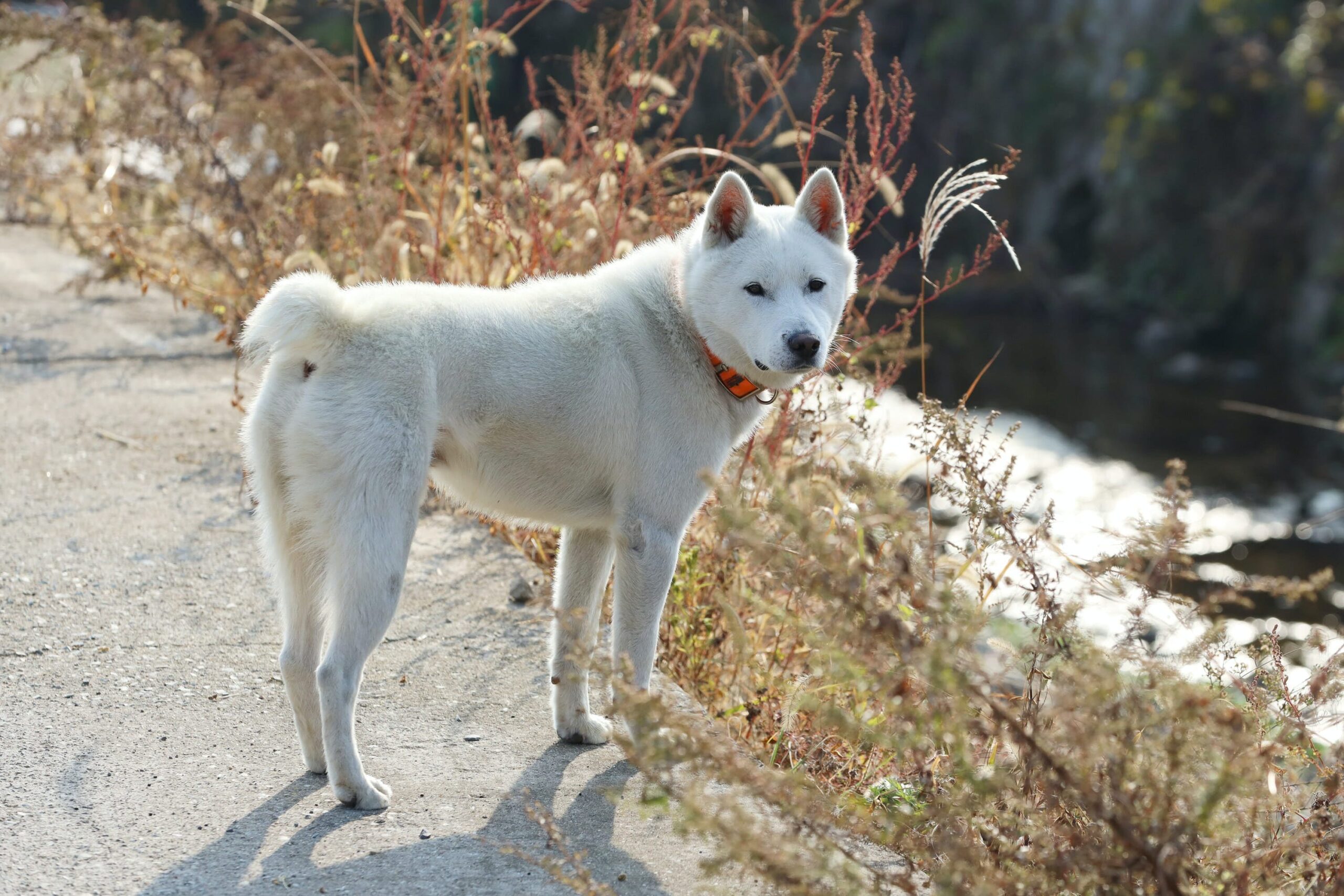 Donggyeongi Dog Breed Information