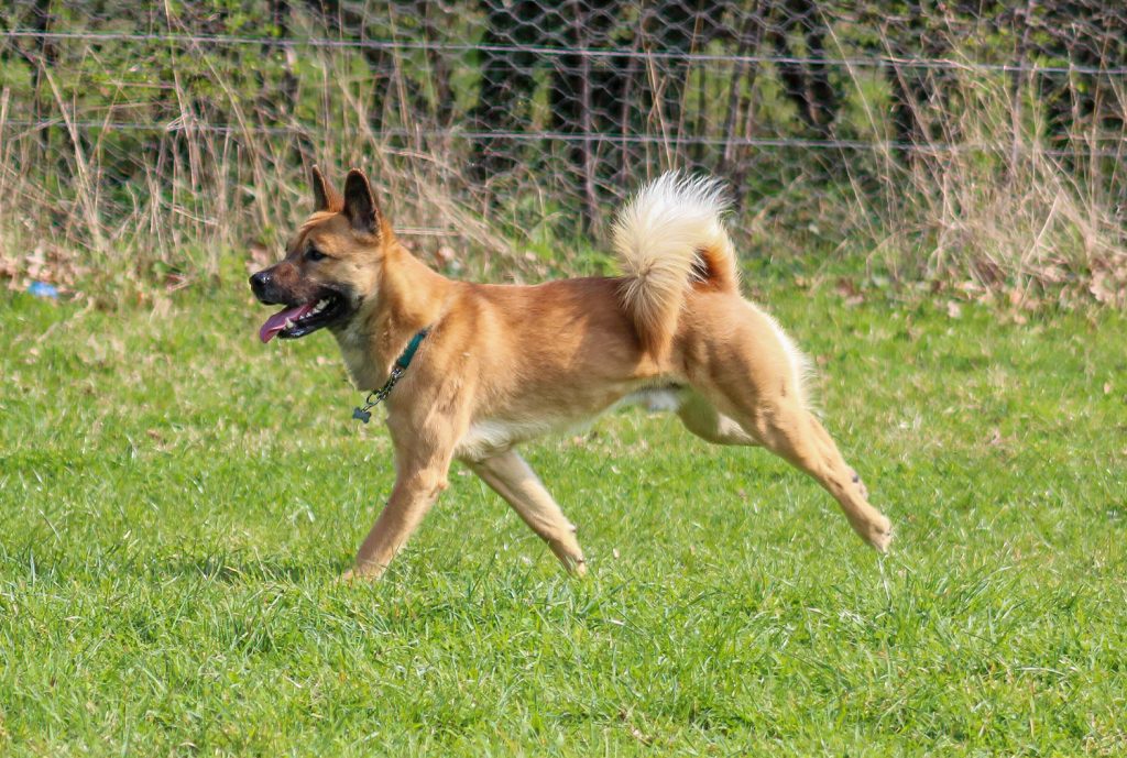 Jindo Dog running exercise