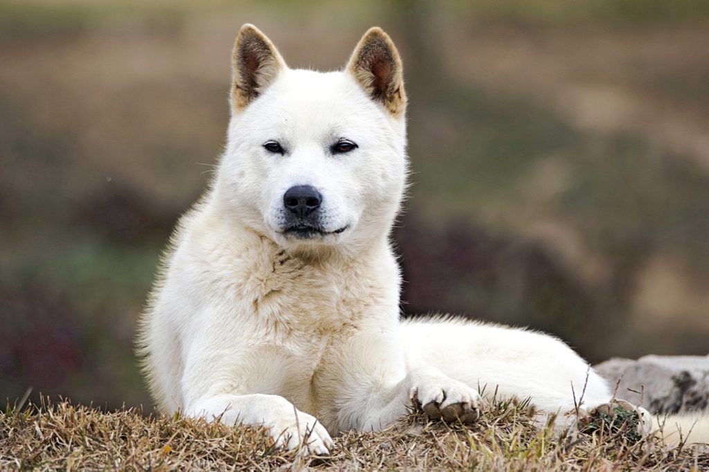 Korean Jindo: Dog Breed Characteristics & Care
