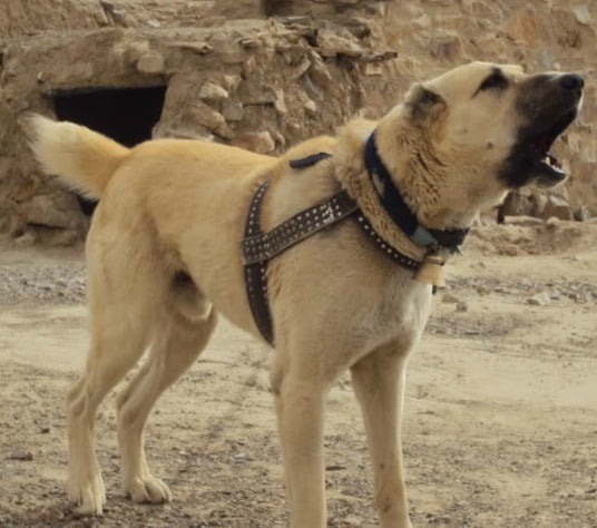 Kuchi Dog Breed Information