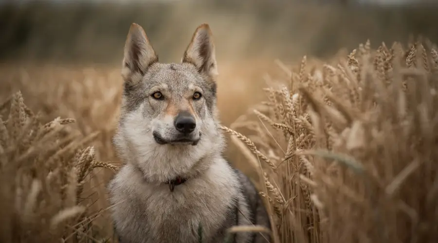 Wolf Like Dog Breeds: 18 Different Breeds That Look Like Wolves