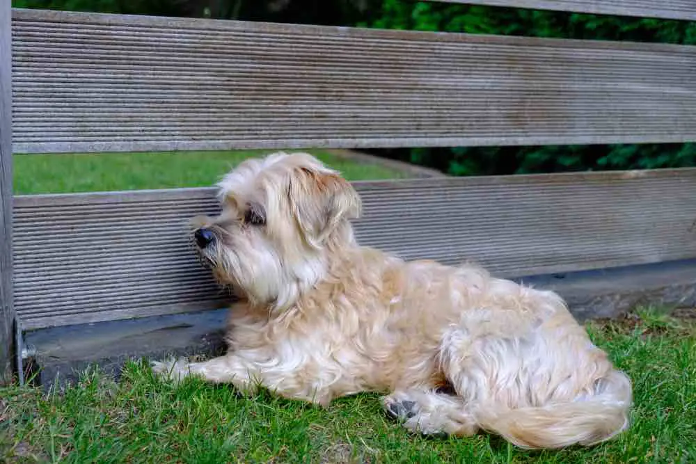 Tibetan Kyi Apso Dog Alternative category