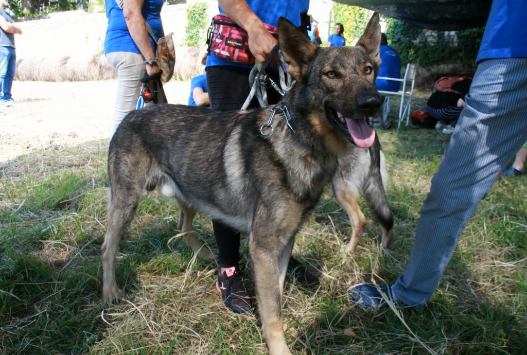 Lupo Italiano Dog training with owner